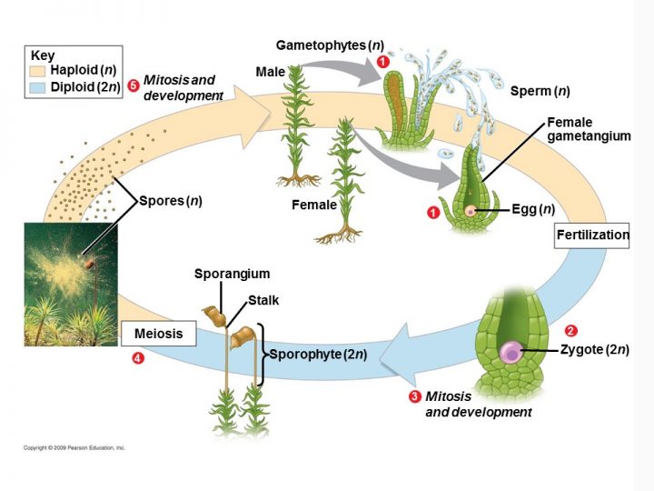 plant life cycle biology