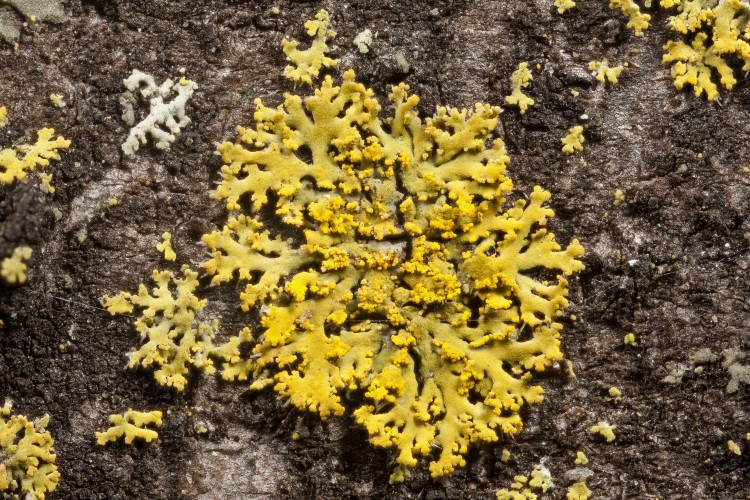 Lemon lichen, Candelaria concolor.