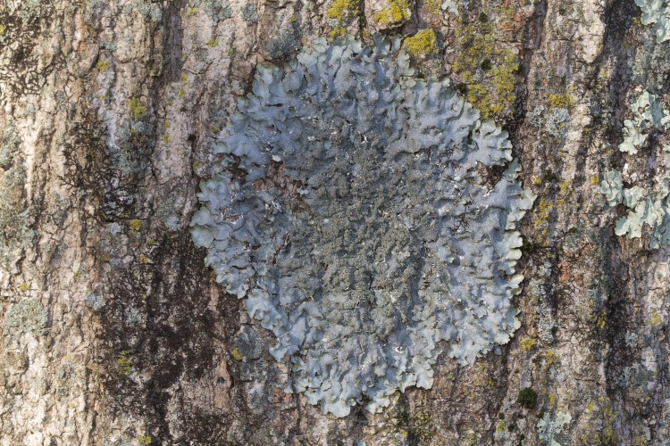 Rough speckled shield lichen, Punctelia rudecta