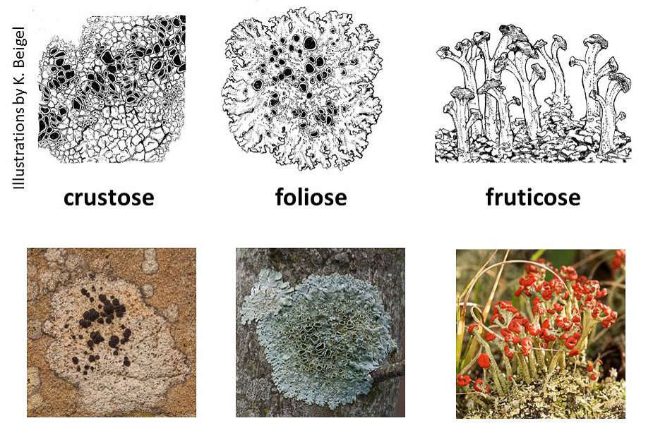 lichen cross section
