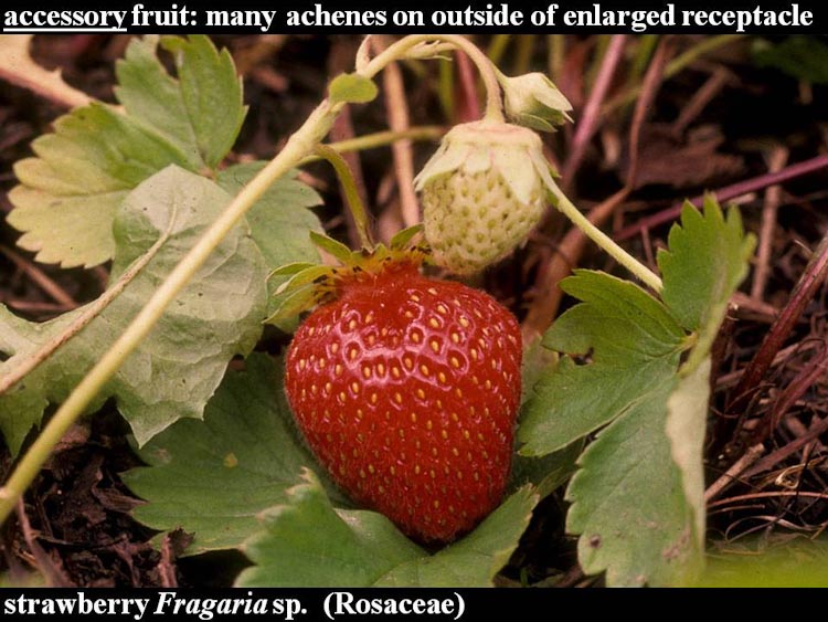 accessory fruit