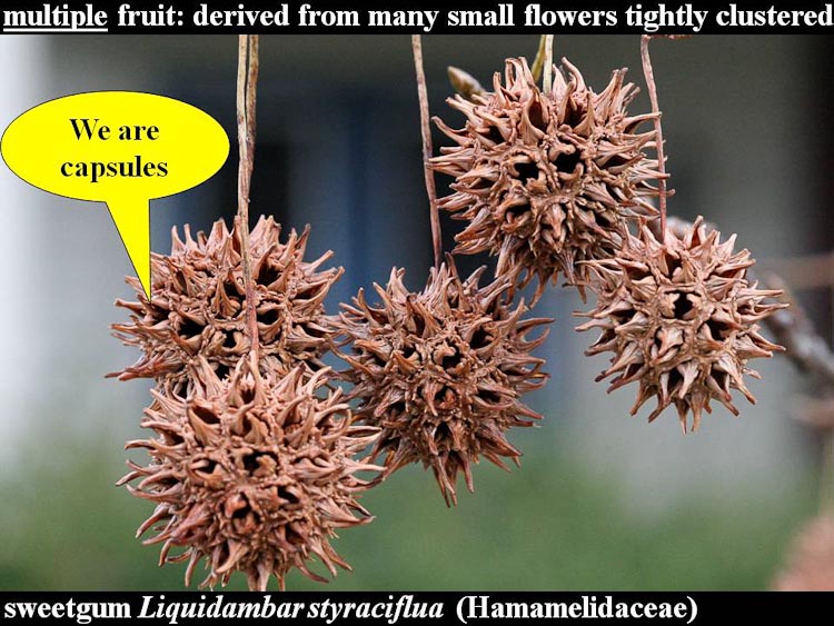 fruit du liquidambar styraciflua