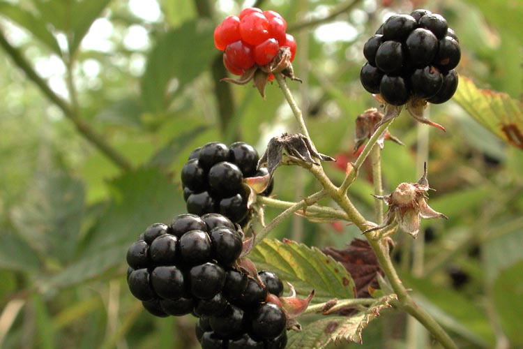 rubus allegheniensis thorn