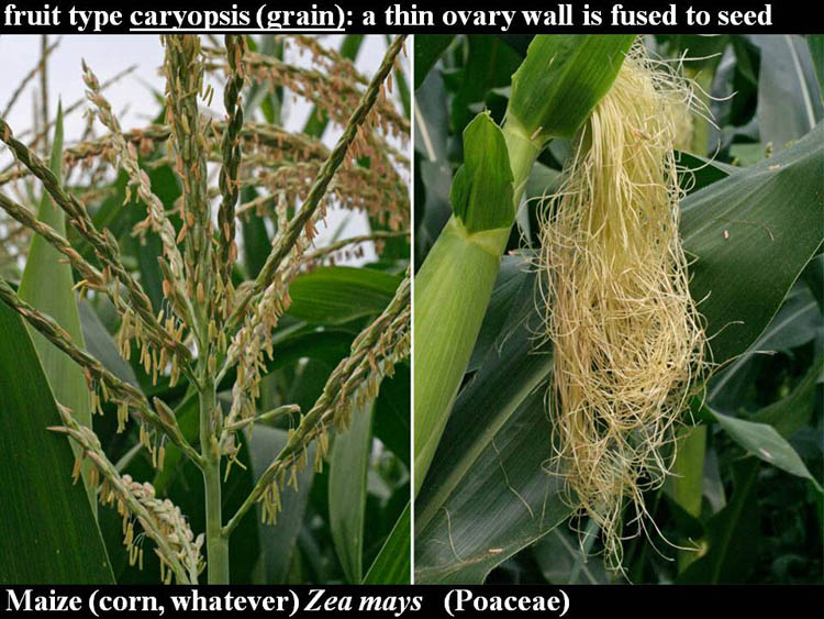 Caryopsis Fruit Examples