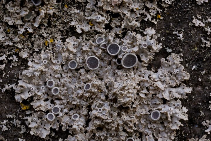 Lichens To Know Ohio Plants