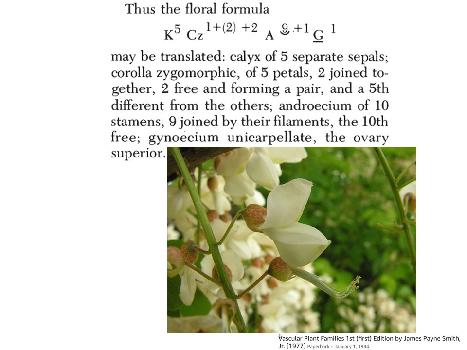 Floral Formula (17)