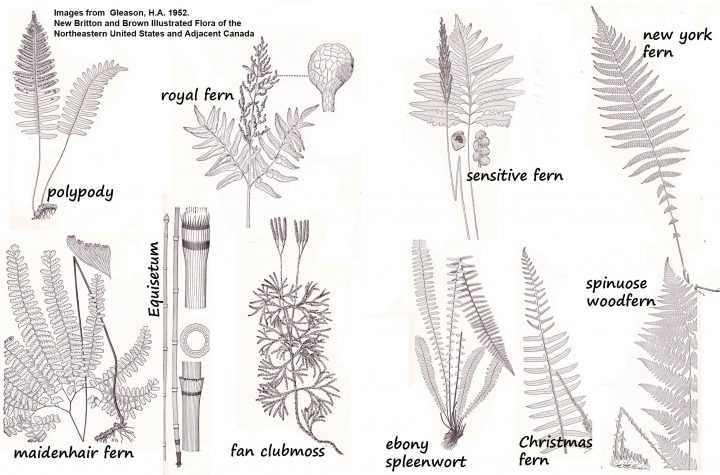 Ferns – Ohio Plants