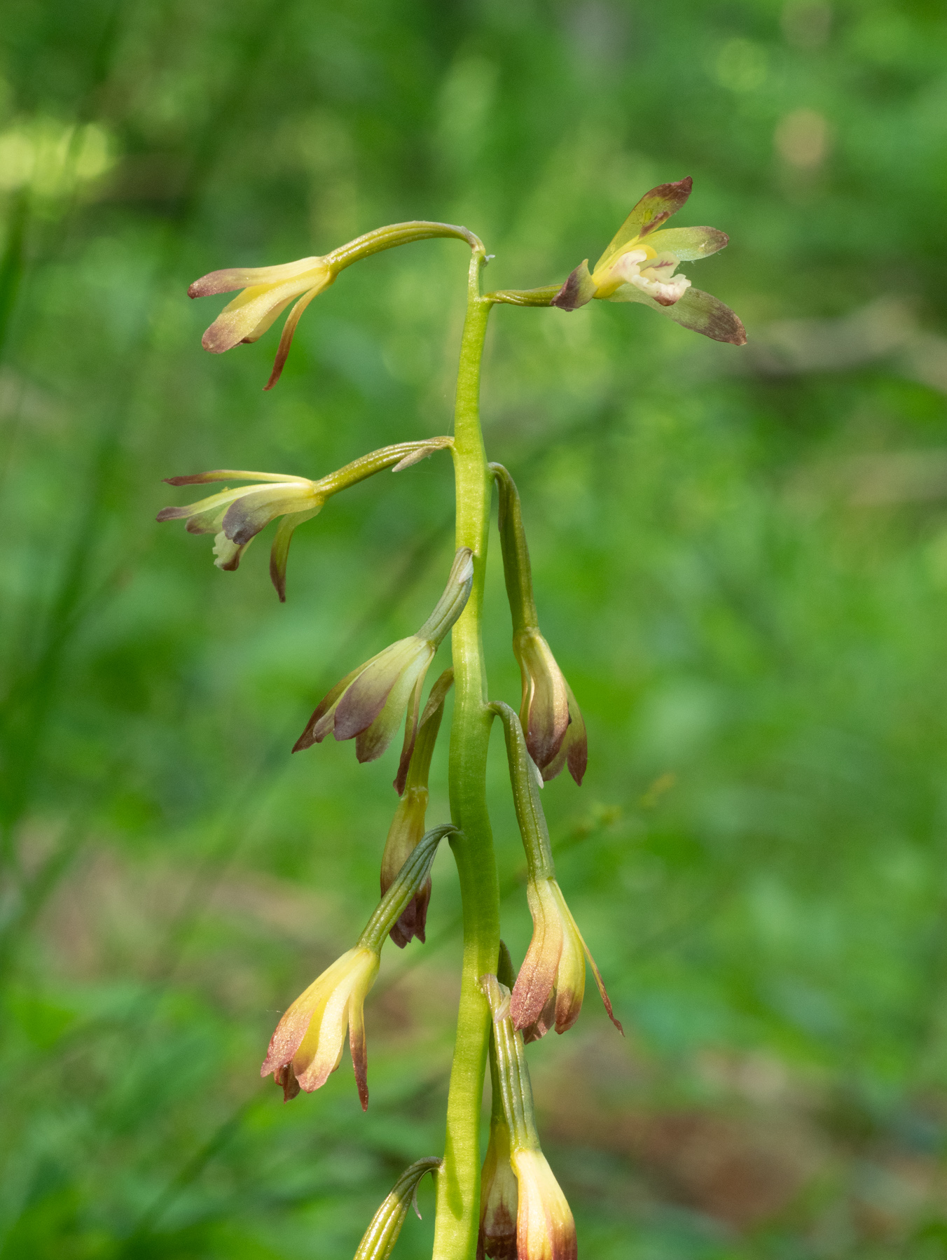 Aplectrum Ohio Plants – The companion web site to EEOB 2210