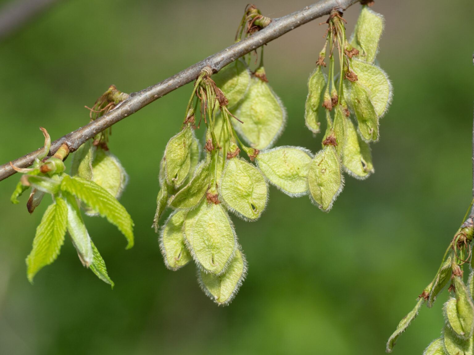 fruits quiz – Ohio Plants